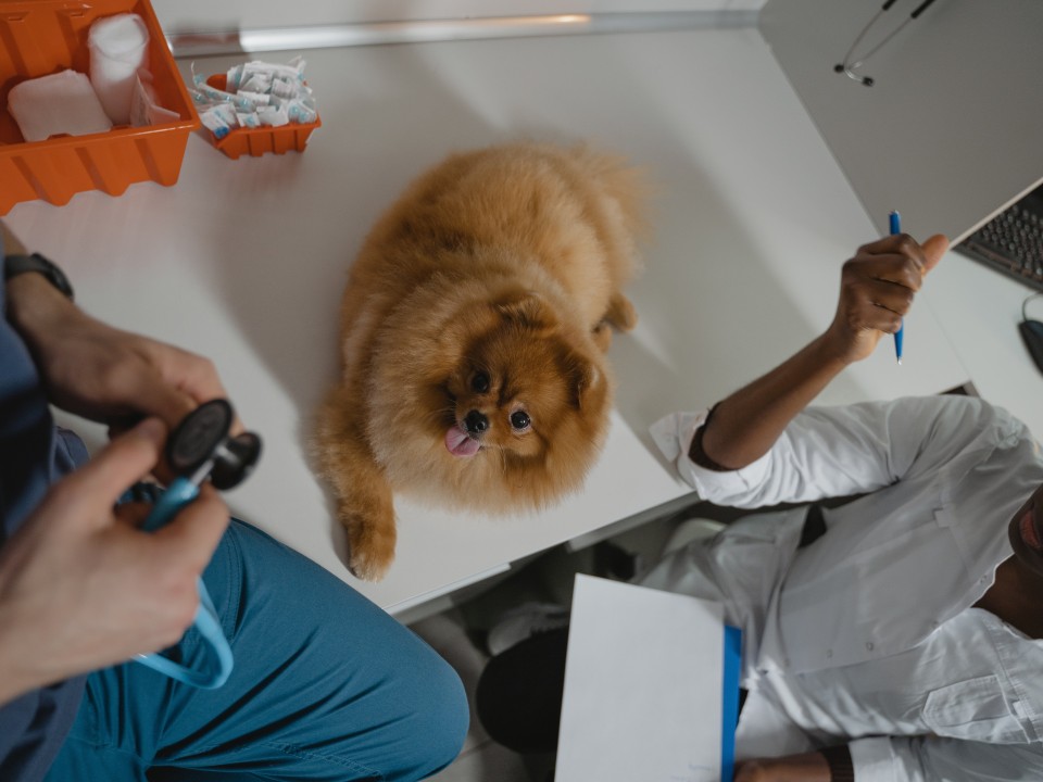 The Importance of Digital Marketing for Veterinarians