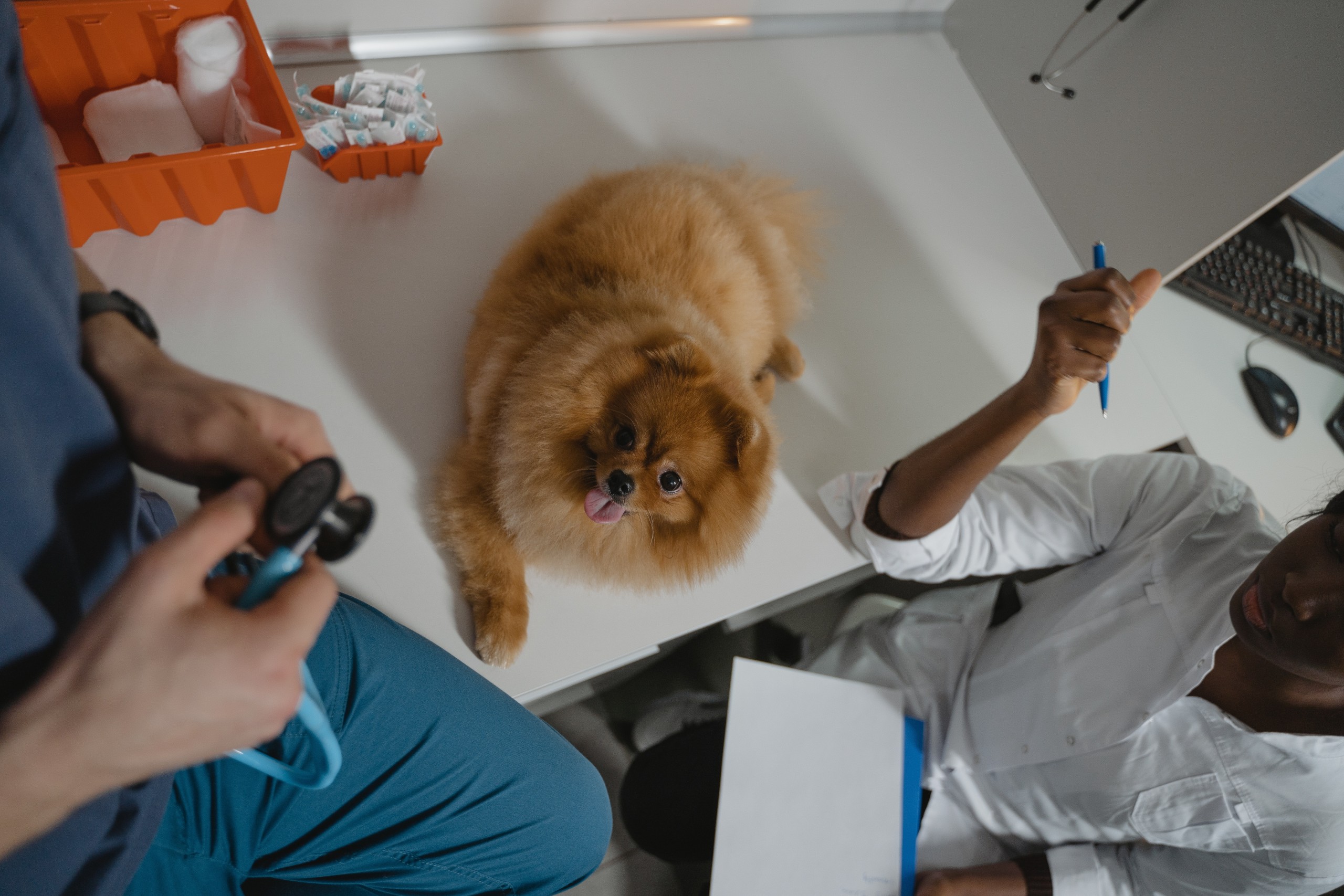 The Importance of Digital Marketing for Veterinarians